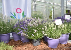Lavendula Angustifolia Beezee White van Hishtil is een nieuwe toevoeging aan het Beezee assortiment.